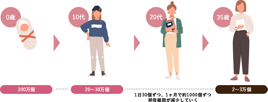 1日30個ずつ、1ヶ月で約1000個ずつ卵母細胞が減少していく